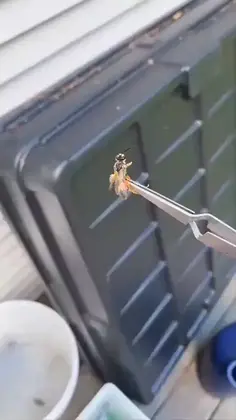 Spider vs Wasp