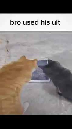 Cat Lands Drop Kick