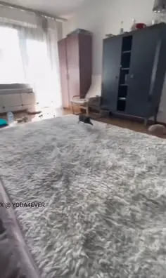 Rabbits Gone Wild