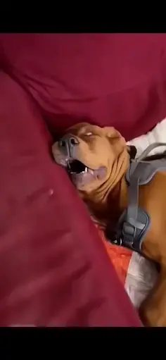 May All Your Dreams Come True