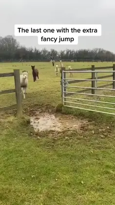 Fancy Pants Jump