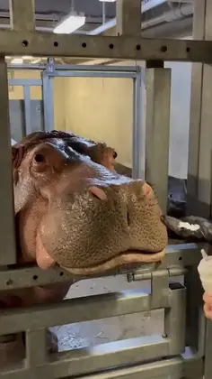 Cute Hippo Gets Sunscreen
