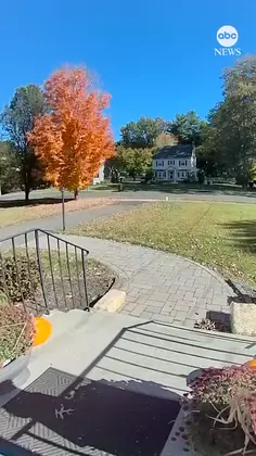 Bear Steals Porch Pumpkin 🤣