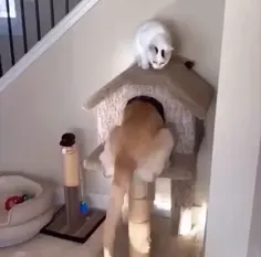 That Ain't No Cat!