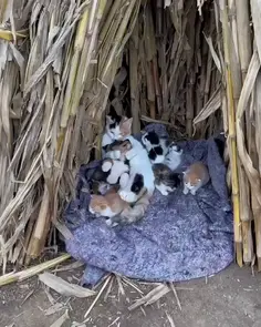 Mom Cat Adopts Puppy 🥹