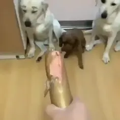 Dogs Rat Out The Runt 😭