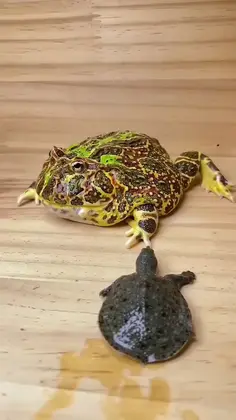 Frog Will Eat Anything 🐸
