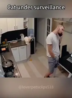 Cats Under Surveillance 😹