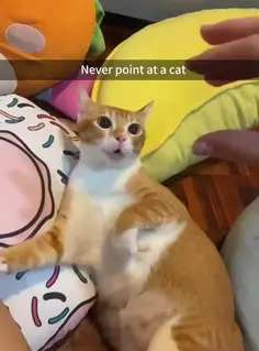 Never Point At A Cat 🫵