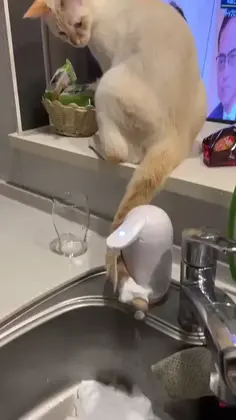 My Cat vs Soap Dispenser 😂