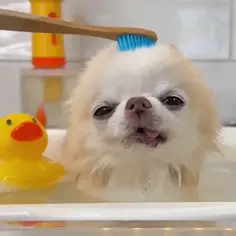 Time For My Bath 🪥🐶