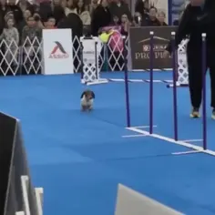 Speedy Senior Dog 🥹💙