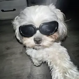 Dog Lover profile image