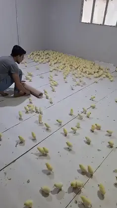 Man Becomes Mom Chick