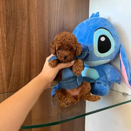 Adorable poodle puppies profile image