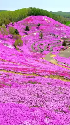 If you love nature and enjoy admiring flowers, then Higashimokoto Park is ready to amaze you with its millions of