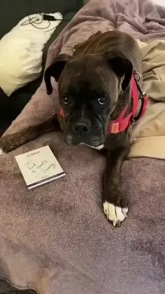my dog's are so funny 😆😆