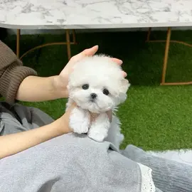 Maltese puppies for adoption profile image