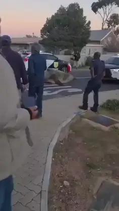 Elephant Seal roaming the streets Found roaming near homes along Sir Lowry’s Pass in Gordon’s Bay South Africa 🇿🇦