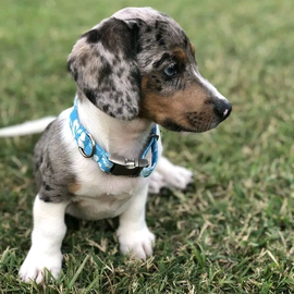 Dachshund puppies for adoption profile image