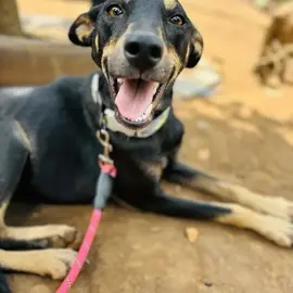 PAWS DOGS RESCUE profile image