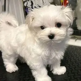 Patricia teacup Yokies profile image