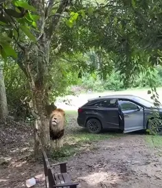 Even The Snake Is Hiding 😭
