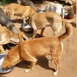 Kazibwe Joel profile image