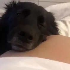 Dog's Reaction To Baby Kicking 🤣