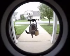 DoorDash Cat Delivery 🐈🚁😭