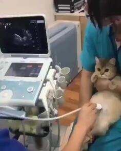 Pregnant Cat Gets Ultrasound