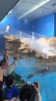 Penguin Fail