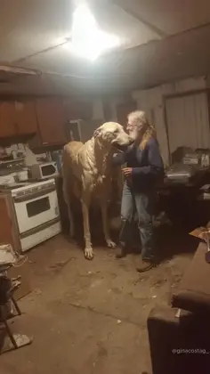 World's Biggest Dog