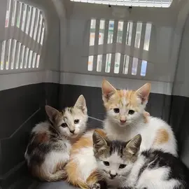 gregg paws profile image