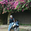Creator avatar