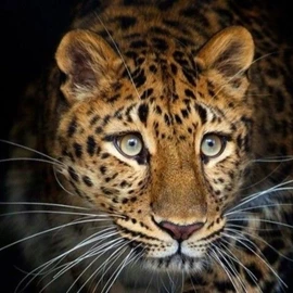 God is great💫 profile image