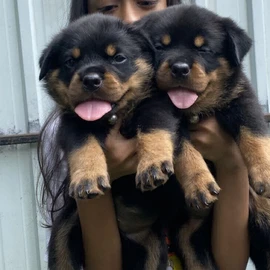 rottweiler puppies for profile image
