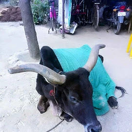 yadav Ji profile image