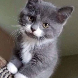 Lisa's ragdoll kittens profile image