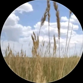Highplainspriestess profile image