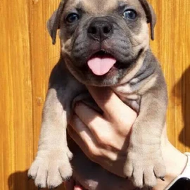 dogzone group.CO.LTD profile image