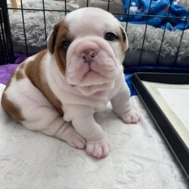 French bulldog puppies profile image