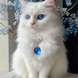 Pawfect Finds 🐾 profile image