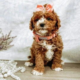 F1 Cavapoo puppies profile image