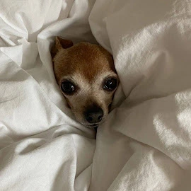 Lee Minho profile image