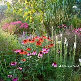 Parves Khan profile image