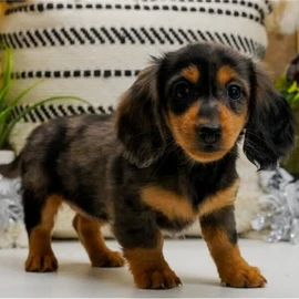 dachshund puppies for profile image