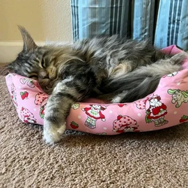 Maine Coon kitten profile image