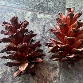 Alit Atta malika profile image