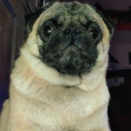 Shinzo Singh profile image